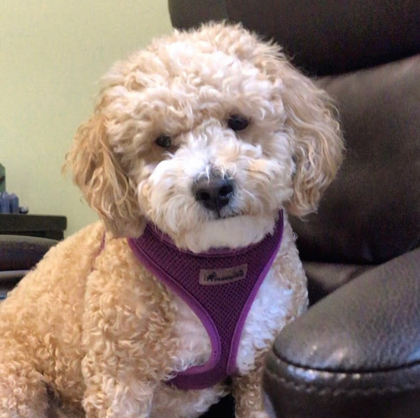 How Crystals Helped Healing For My Pet Pauley, Our Beloved Poochon