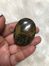 One Fossilized Wood Opal Palmstones